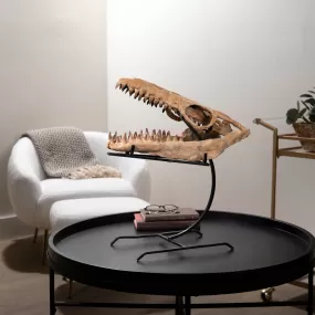 Moroccan Mosasaurus Jaw Fossil  on Custom Stand - 22